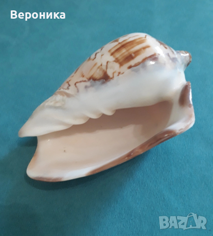 Сувенрна раковина от морски охлюв, снимка 2 - Декорация за дома - 53698924