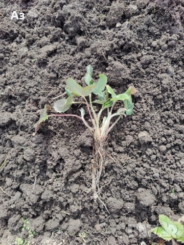 продавам разсад на български ягоди, снимка 5 - Разсади - 53803654