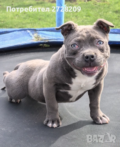 Американско Були Покет/American Bully Pocket , снимка 8 - Питбул - 52860044