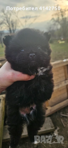 Мини Померанчета момчета , снимка 13 - Померан - 53836470