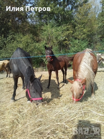 Конче женско 75% фризйка , снимка 4 - Коне - 52164378