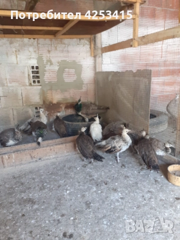 Продавам паунчета на 6 месеца 