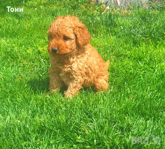 Той Пудел мини 