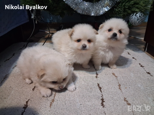 продавам кученца шпиц померан 2 момченца и 1 момиче, снимка 7 - Померан - 52893456