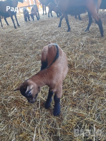 продавам ярета френски алпин , снимка 6 - Кози - 53735476