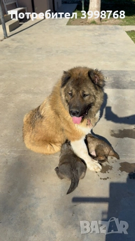 Кавказка овчарка, снимка 5 - Кавказка овчарка - 53921804
