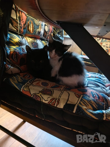 Дамска шапка арктическа лисица, снимка 4 - Шапки - 52353940