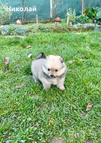 Померан мини момче. Померанче, снимка 5 - Померан - 52730100