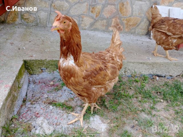 Кокошки-ЛоманБраунд, снимка 7 - други­ - 46320441