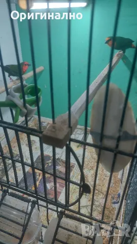 Амадини Канарчета , снимка 10 - Амадини - 49771329