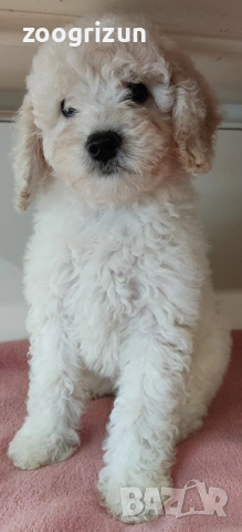 Малки кавапу пудели, снимка 14 - Пудели - 51641128