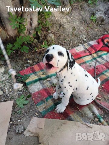 Чистокръвни Далматинци Кучета / Purebred Dalmatian Dogs, снимка 2 - Далматинец - 46364423