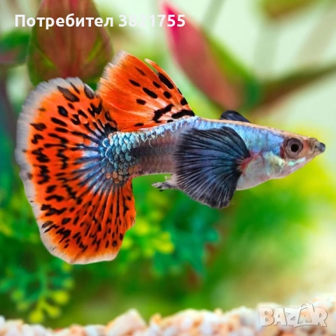 Декоративни рибки, гупи, гупи дъмбо, снимка 2 - Рибки - 51667329
