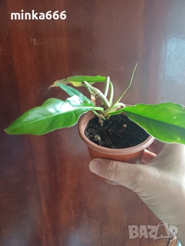 Вариегатен филодендрон, снимка 2 - Стайни растения - 52703315