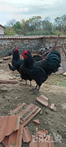 Петли Австролорп, снимка 3 - Кокошки и пуйки - 52185791
