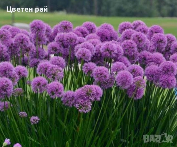 Два вида alium едър цвят и малък цвят 3€брой саксия едър цвят и 2€брой саксия малък цвят , снимка 4 - Градински цветя и растения - 53759518