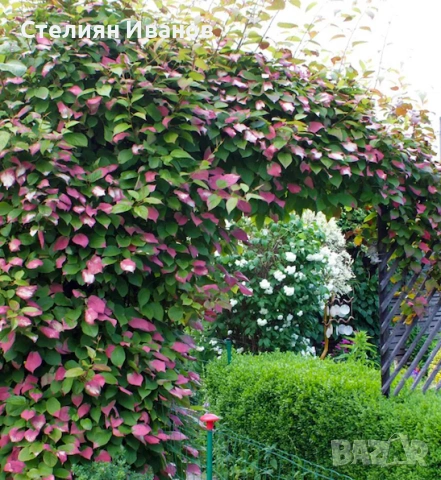 Вариегатно, самоопрашващо се, зелено голо киви (Actinidia arguta 'Dr. Szymanowski'), снимка 2 - Градински цветя и растения - 54015906