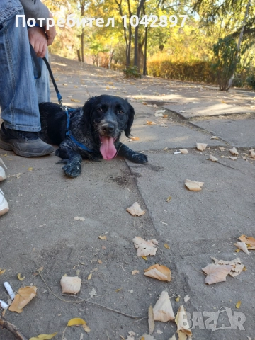 Бретон шпаньол си търси приятелка , снимка 3 - Търси партньор - 52547327