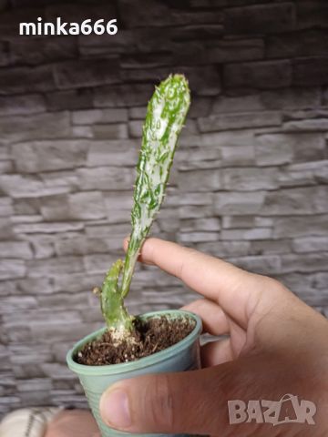 Мексикански кактус., снимка 4 - Стайни растения - 45388486