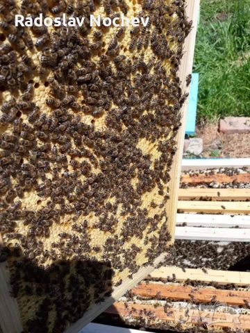 Презимували пчелни семейства на 4 рамки, снимка 2 - За пчели - 53588150