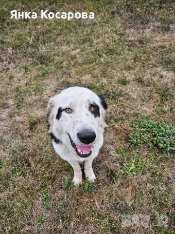 Младо куче търси своя дом!, снимка 10 - Други - 52008103