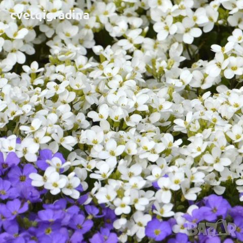 Aubrieta Regado White (Аубриета бяла), снимка 1 - Градински цветя и растения - 46097580