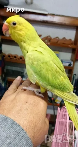 Бебета Малък Александър, ръчно хранени!, снимка 12 - Папагали - 50318040