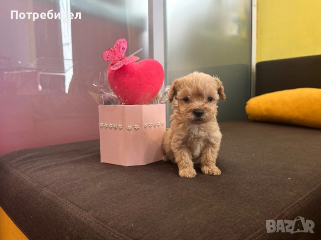 Той пуделче , снимка 2 - Пудели - 53709935