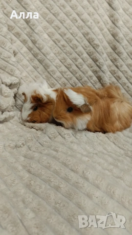 Морски свинчета, снимка 2 - Морски свинчета - 54237745