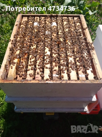 Пчелни отводки, снимка 2 - Други животни - 53439893