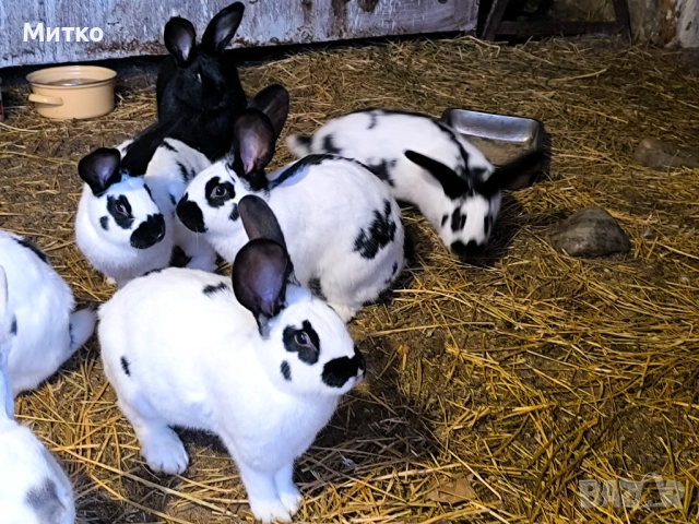 Женски зайци готови за заплождане , снимка 5 - Други - 52897819