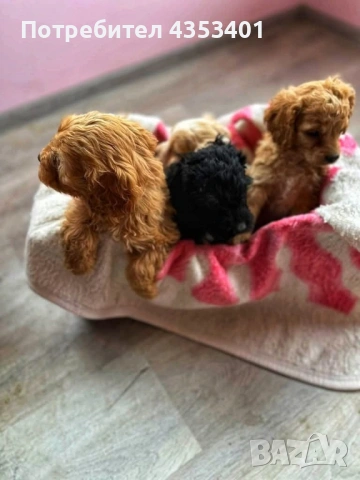 продават се