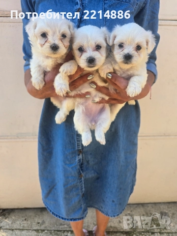 Малтийска болонка , снимка 13 - Болонка - 36473959