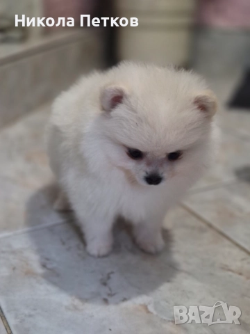 Померан , снимка 6 - Померан - 52790471