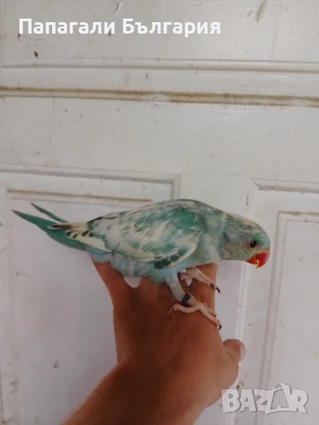 Малък Александър, снимка 2 - Папагали - 50712100