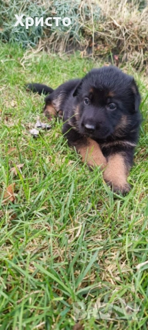 Малки немски овчарки, снимка 4 - Немска овчарка - 52557703