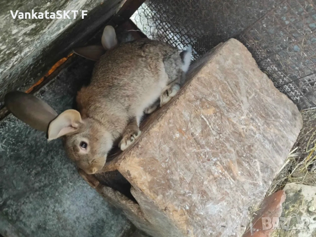 Заичета, снимка 2 - Други - 53492788