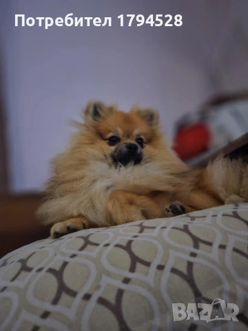 Мини-шпиц померан