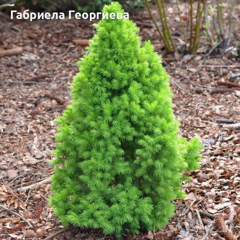 Коника , снимка 2 - Градински цветя и растения - 51660709