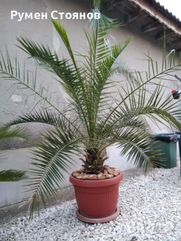 Финикова палма, снимка 1 - Градински цветя и растения - 45508945