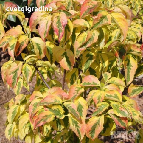 Cornus Florida Red sunset(Корнус Флорида Червен залез), снимка 2 - Градински цветя и растения - 46098785