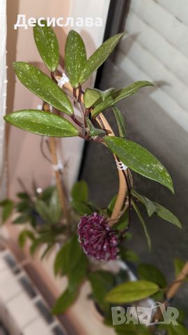Хоя/Hoya pubicalyx , снимка 5 - Градински цветя и растения - 46415144
