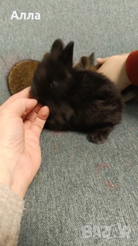 Декоративни зайчета , снимка 4 - Декоративни зайчета - 53892443