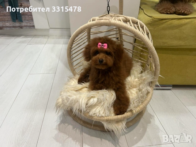 Той Пудели, снимка 2 - Пудели - 53807475