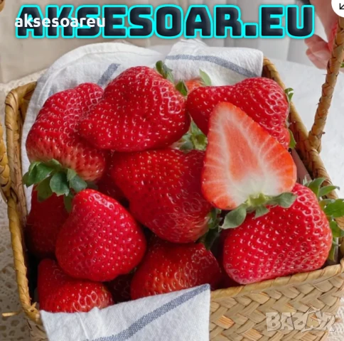 100 бр. семена от гигантска ягода градинско плодово растение сладки и вкусни червени отлични ягоди , снимка 2 - Сортови семена и луковици - 50619358