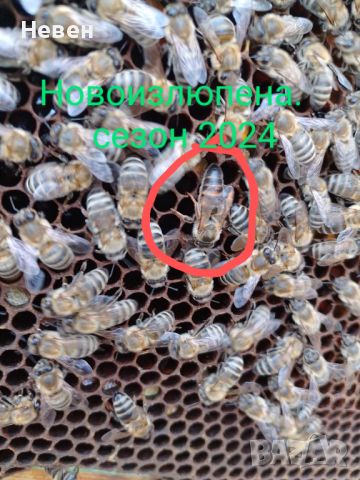 Пчелни майки, снимка 4 - За пчели - 37024156