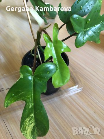 Philodendron Florida Beauty , снимка 5 - Стайни растения - 46800409