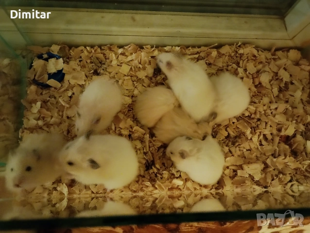 Хамстери , снимка 3 - Хамстери - 53512200