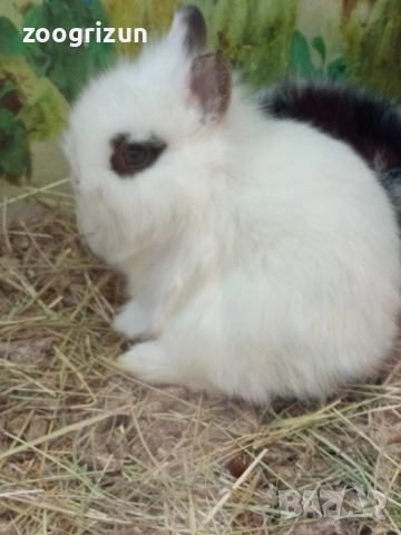 Декоративни зайчета