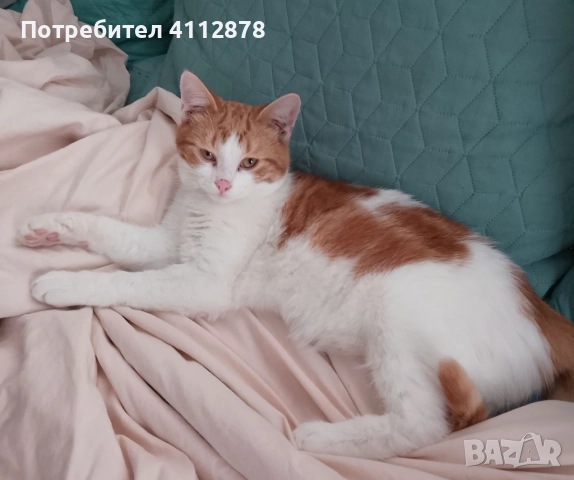 Домашно коте, мъжко 6м., с породисти родители, снимка 3 - Британска късокосместа - 52861187